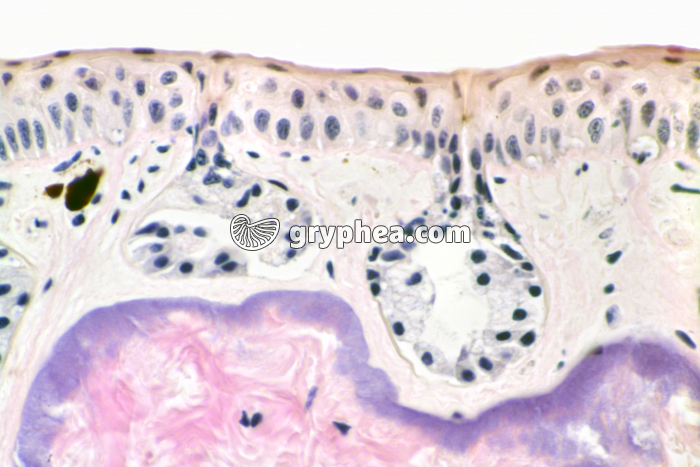 Peau de Batracien x160 - gryphea.org